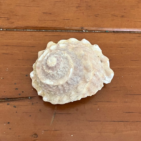 Shell - Picture 2 of 2